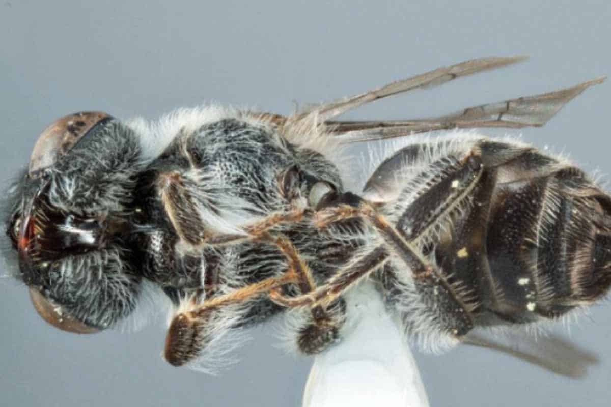 Nový druh včely má ňufák ako pes