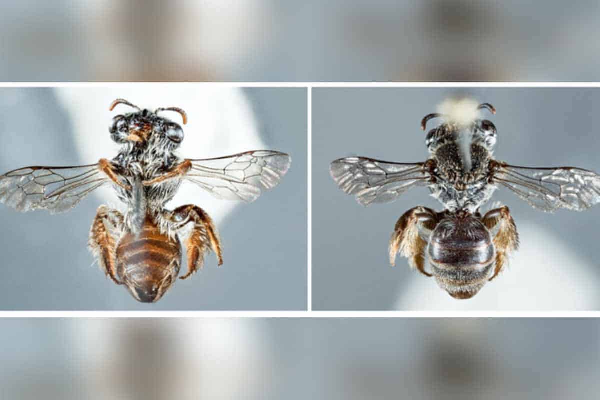 Nový druh včely má ňufák ako pes