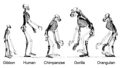 Evolucia cloveka