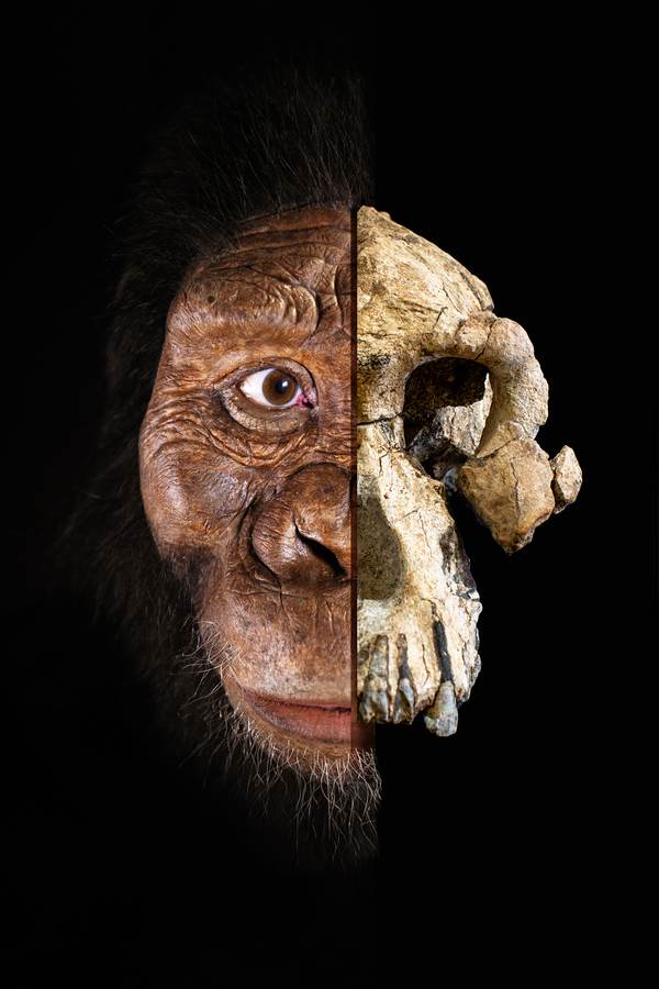 lebka Australopithecus anamensis_ako vyzeral
