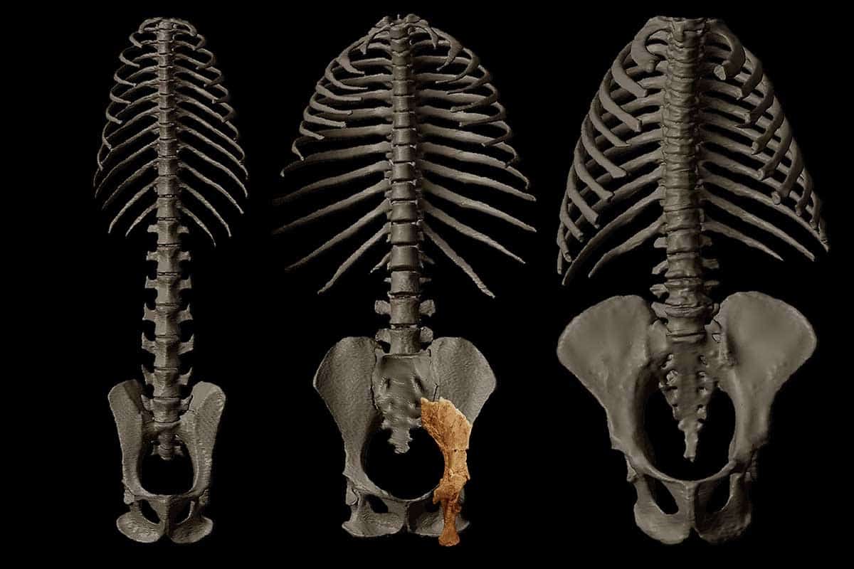 Objav panvovej kosti môže zmeniť pohľad na evolúciu človeka