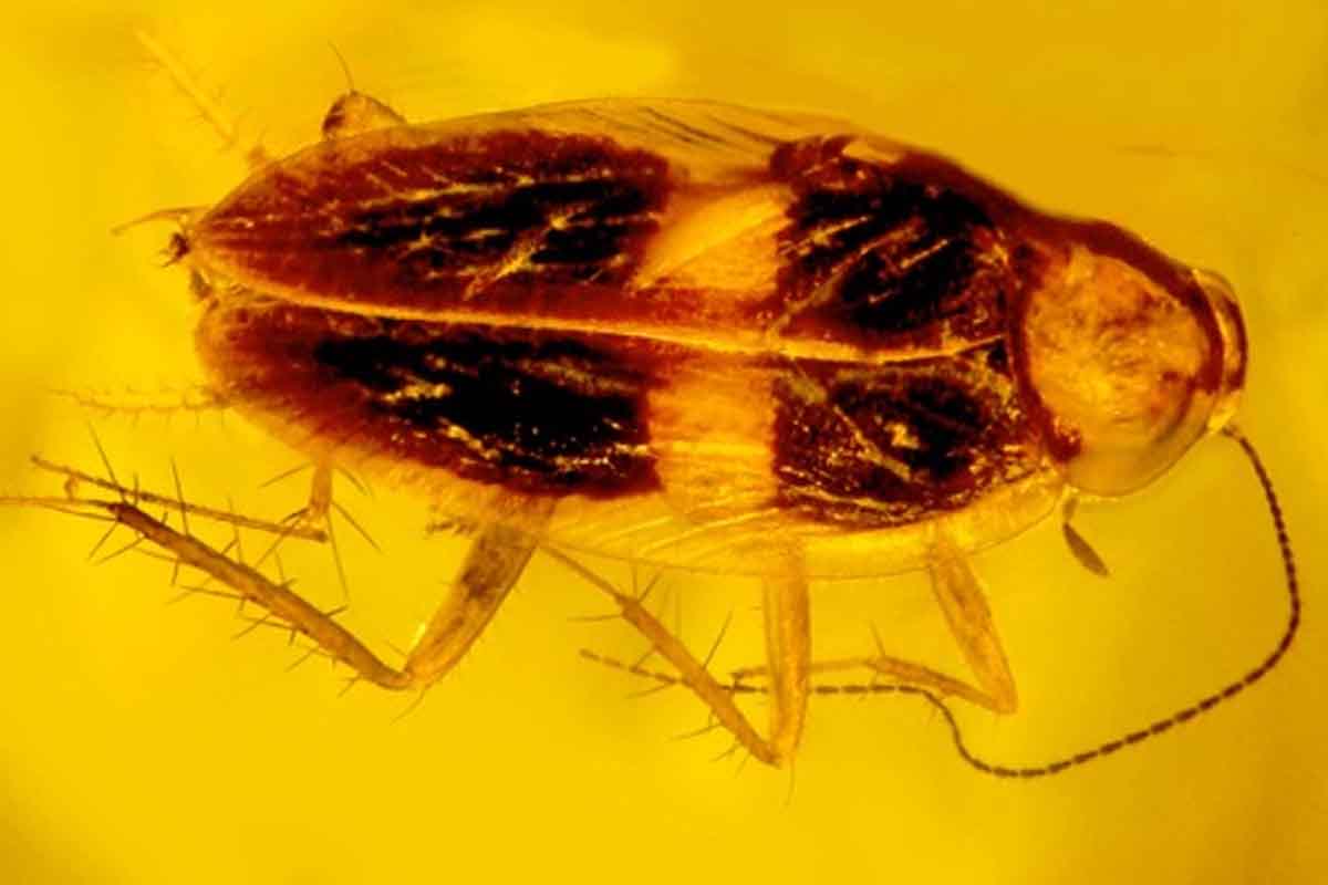 V živici ostal uväznený neznámy druh švába, ktorý vyhynul pred 30-miliónmi rokov