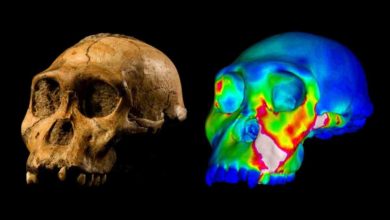 Naši predkovia stratli typickú vlastnosť pred príchodom druhu homo