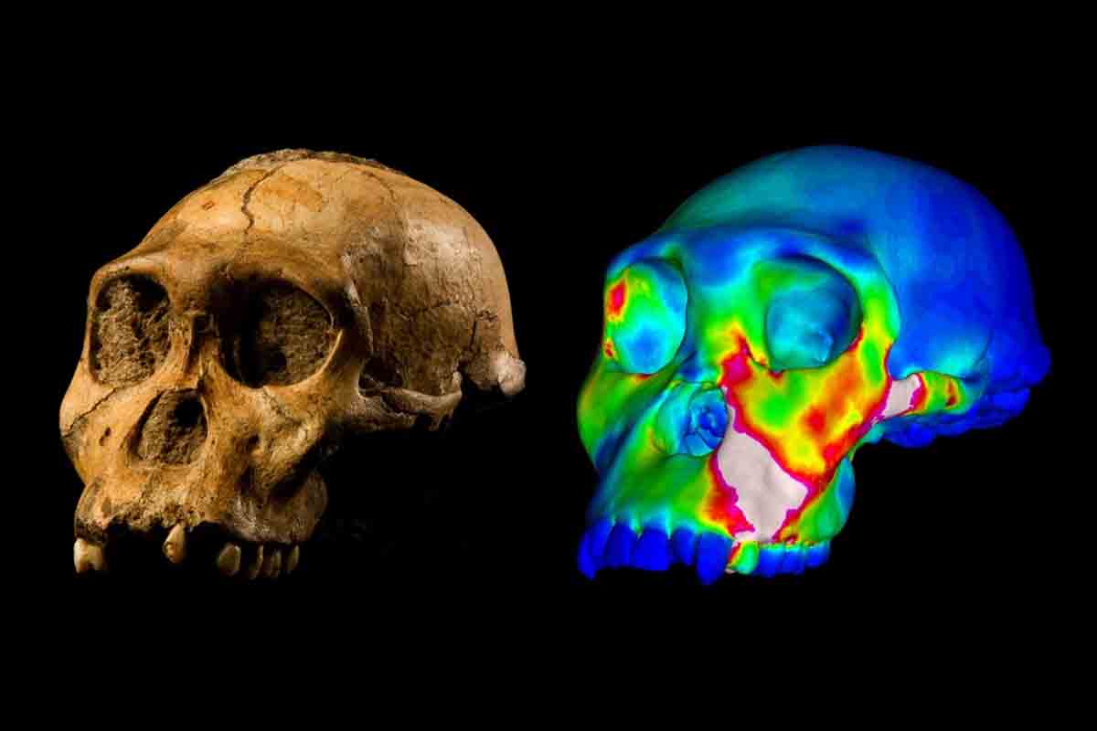 Naši predkovia stratli typickú vlastnosť pred príchodom druhu homo