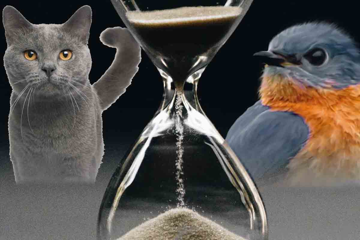 Ktoré zviera vníma čas najrýchlejšie?