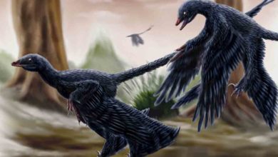 microraptor nebol vyberavým predátorom