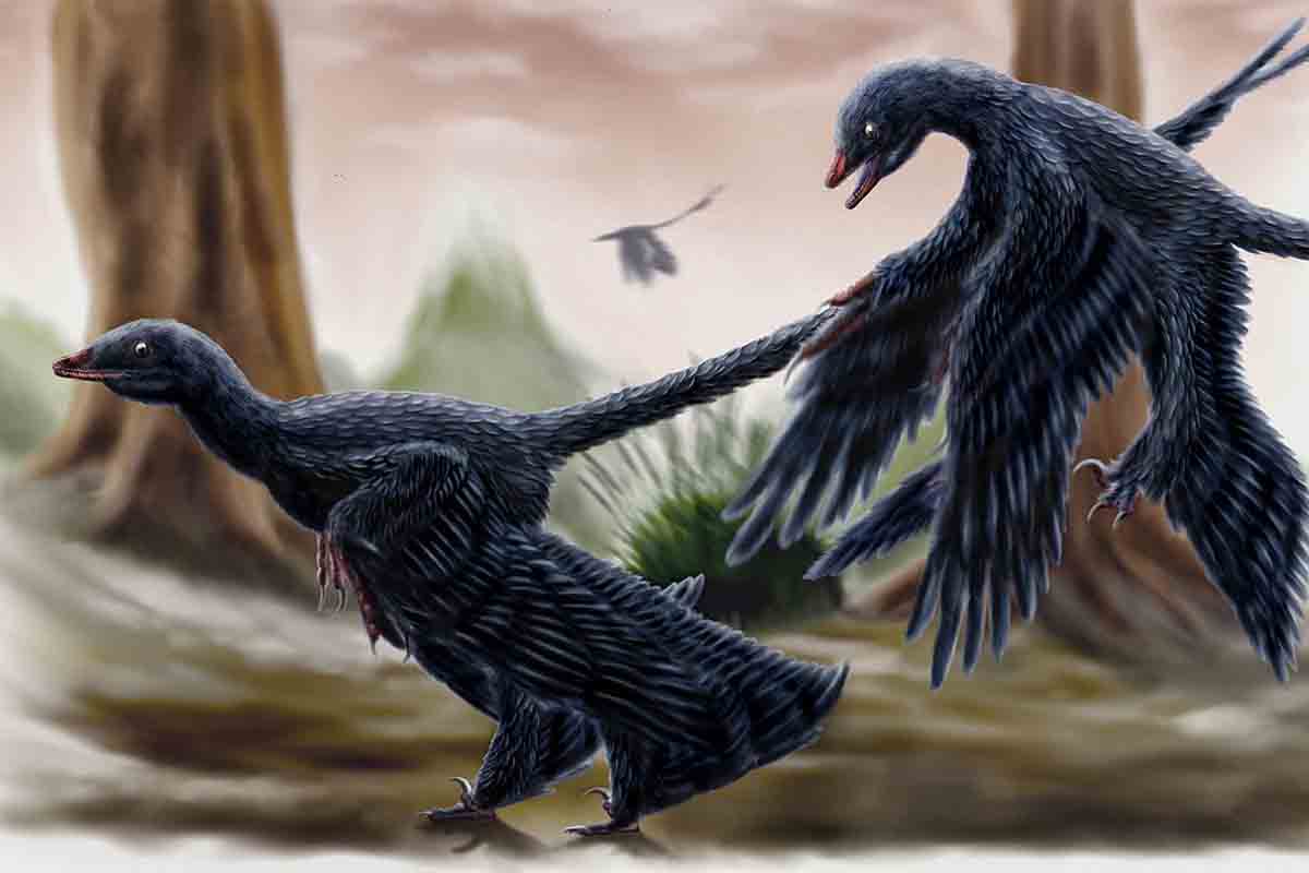 microraptor nebol vyberavým predátorom