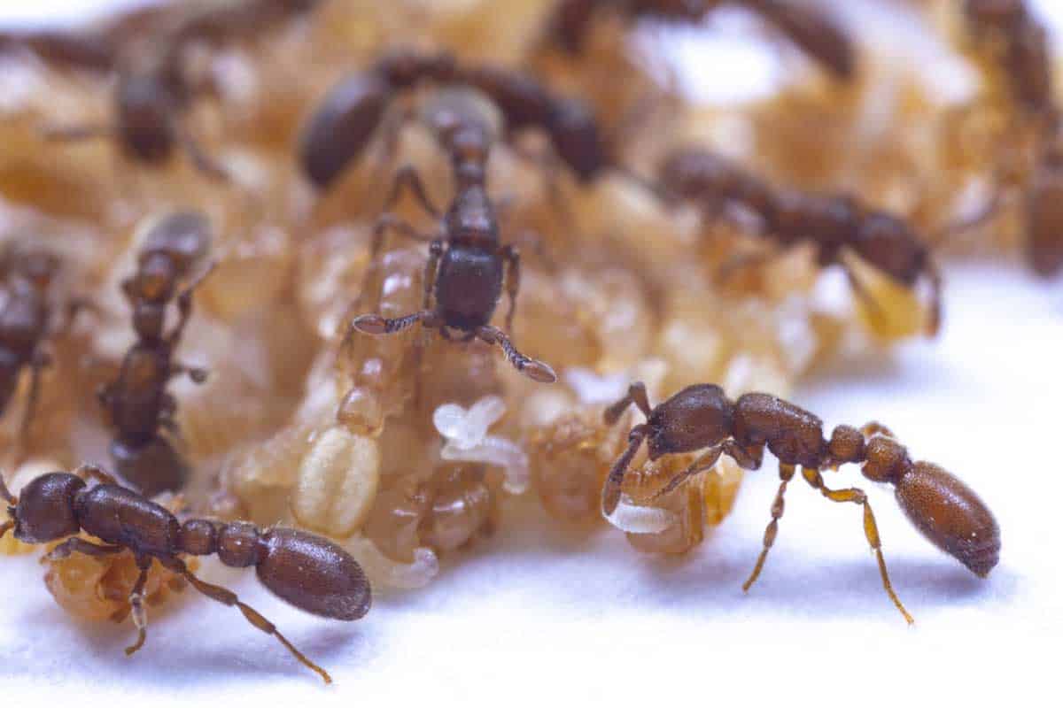 Mravenisko by neprežilo bez tekutiny, ktorú si vedci predtým nevšimli