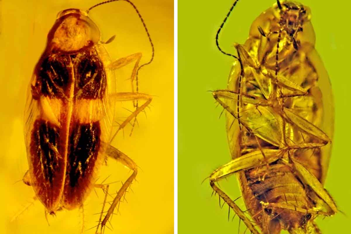 V živici ostal uväznený neznámy druh švába, ktorý vyhynul pred 30-miliónmi rokov