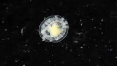 Nesmrteľná medúza vo svojej DNA ukrýva kľúč k večnému životu