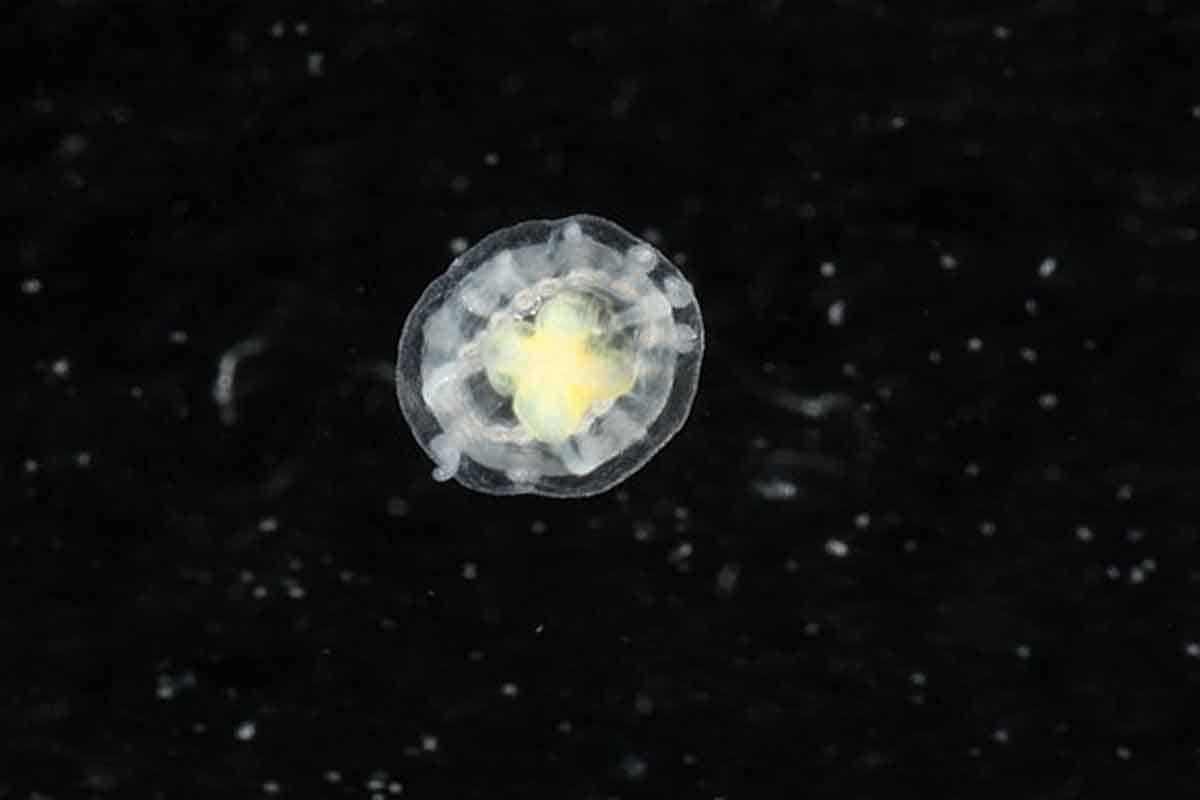 Nesmrteľná medúza vo svojej DNA ukrýva kľúč k večnému životu