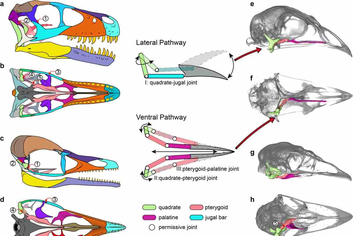 120miliónov rokov stará fosília prezrádza vedcom evolučnú históriu vtákov