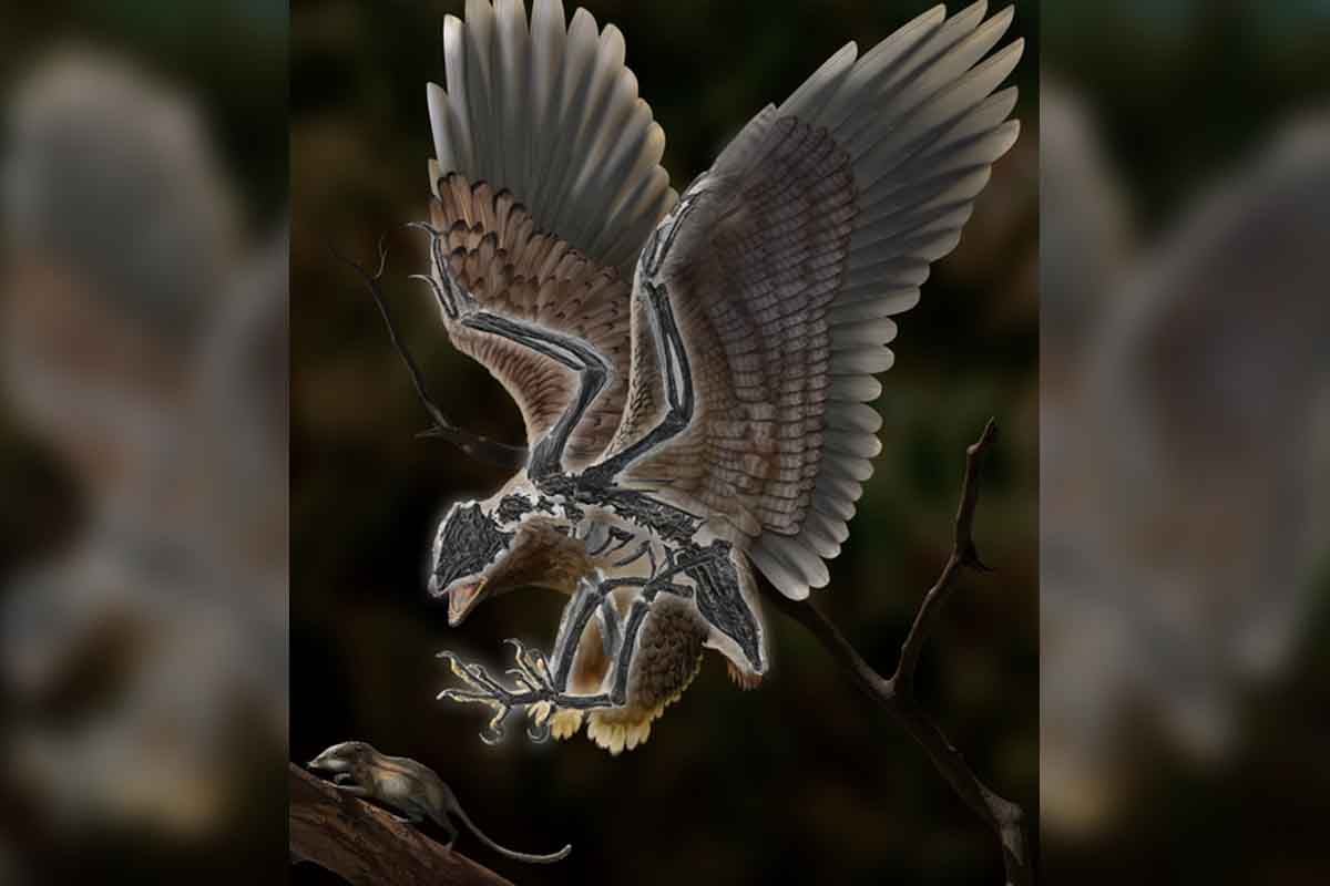 Toto bizarné stvorenie leží medzi dinosaurami a modernými vtákmi
