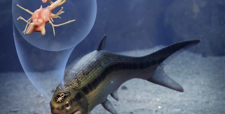 Vedci študovali 319-miliónov rokov starú fosíliu ryby. Neverili vlastn...
