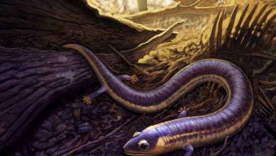 Fosília najstaršieho druhu červoňa ukazuje, že mal bližšie k iným obojživelníkom