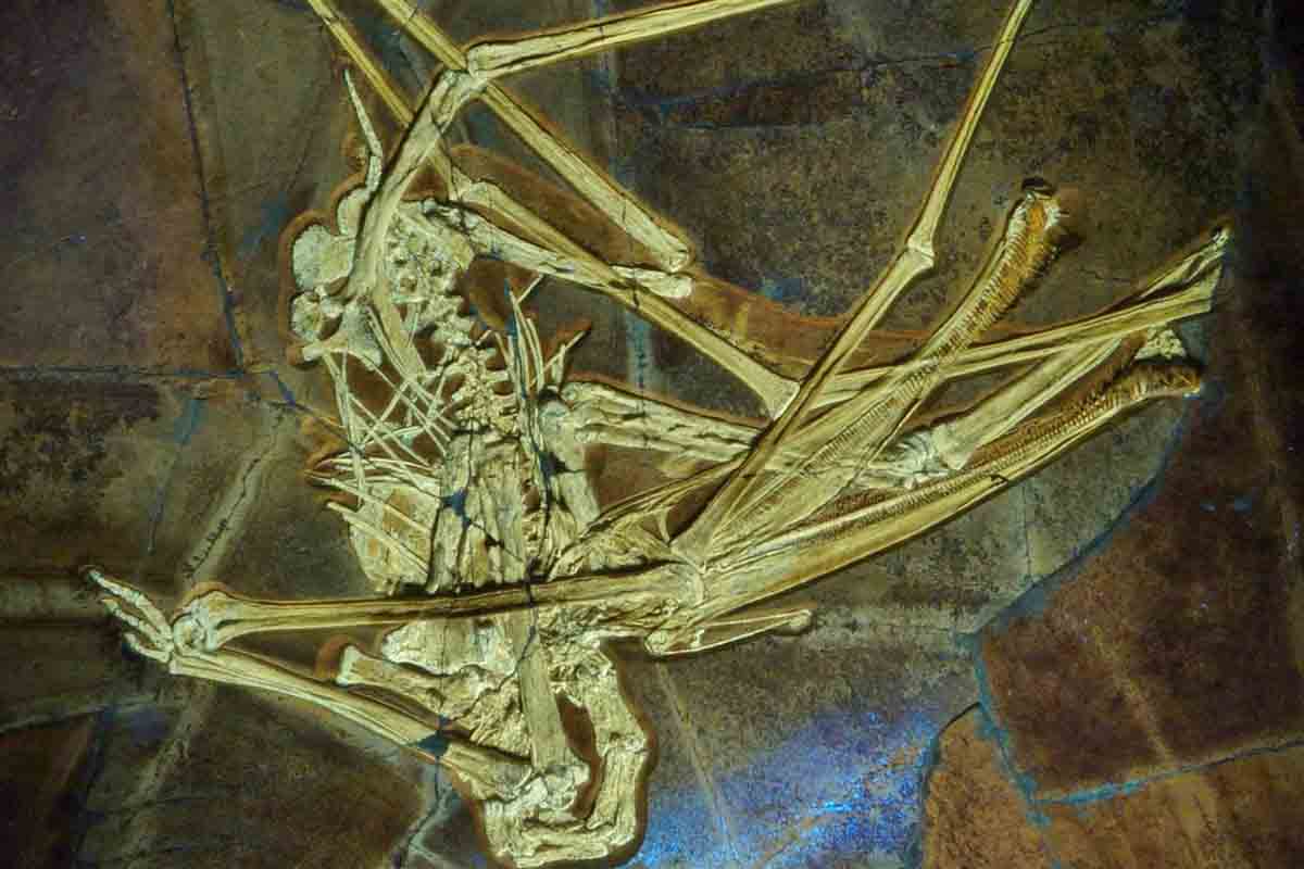 Výskumníci objavili fosíliu pterosaura s hákmi namiesto zubov