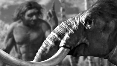 Ako Neandertálci lovili obrovské slony?