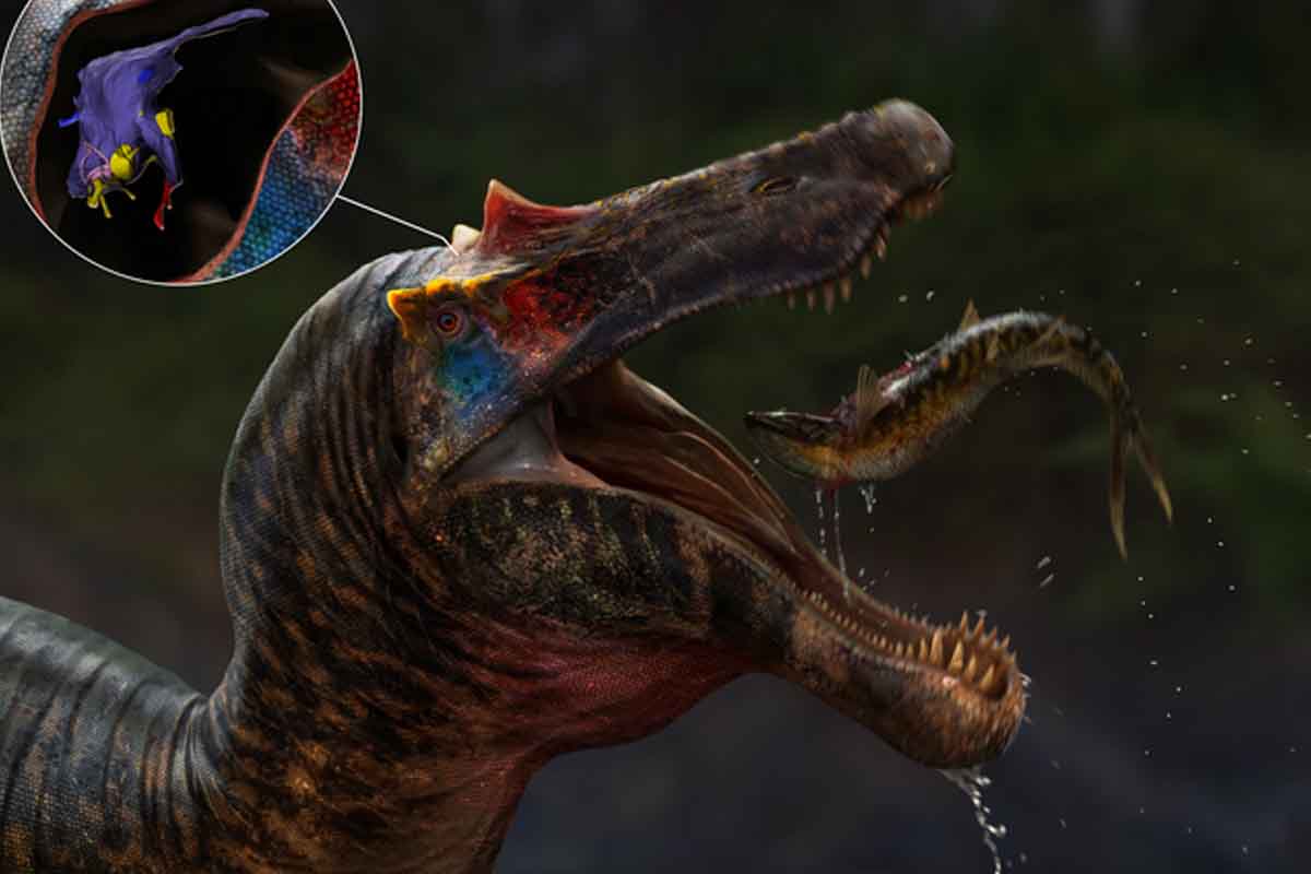 Spinosaury žili neobvyklým životom, naznačuje výskum ich mozgu