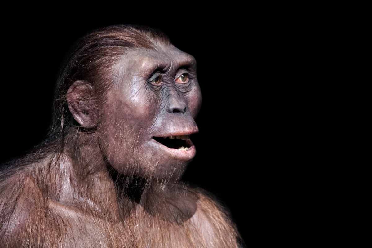 australopithecus afarensis Neandertalec predok sloveka