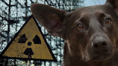 Ako sa životu darí v radiáciou zamorenom prostredí? Odpoveď ponúkajú černobyľské psy