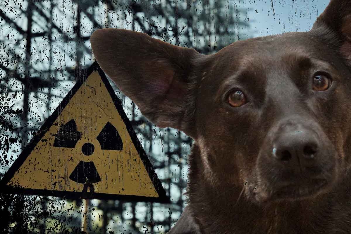 Ako sa životu darí v radiáciou zamorenom prostredí? Odpoveď ponúkajú černobyľské psy