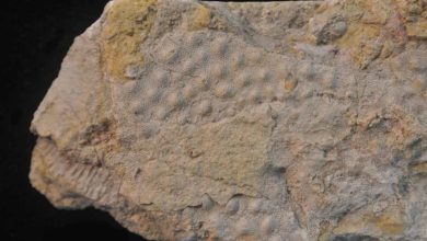 Vedci si mysleli že mali v rukách fosíliu starého organizmu, nakoniec odhalili niečo iné