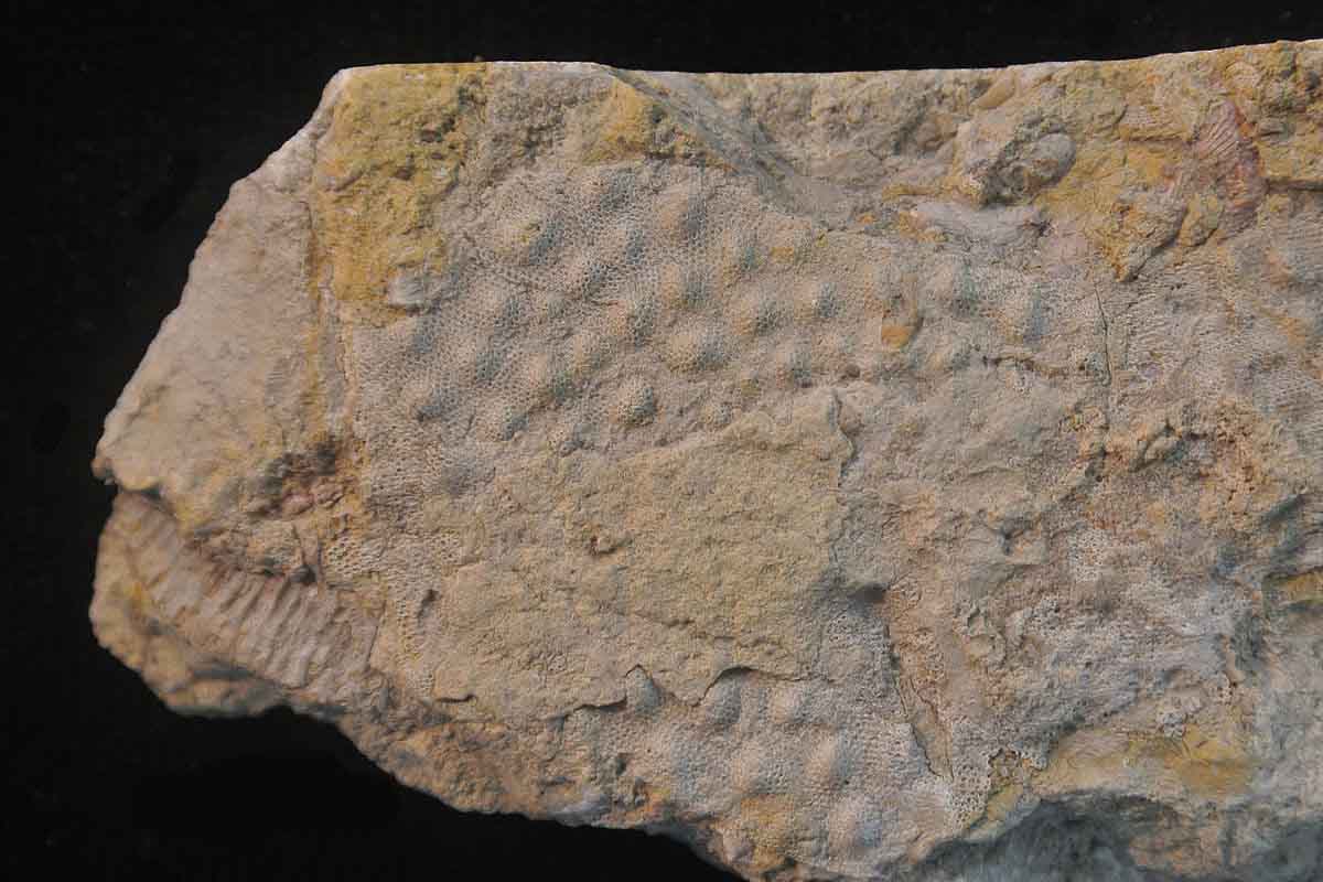 Vedci si mysleli že mali v rukách fosíliu starého organizmu, nakoniec odhalili niečo iné