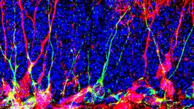 Vytvorenie nových neurónov môže pomôcť liečbe rôznych neurodegeneratívnych ochorení