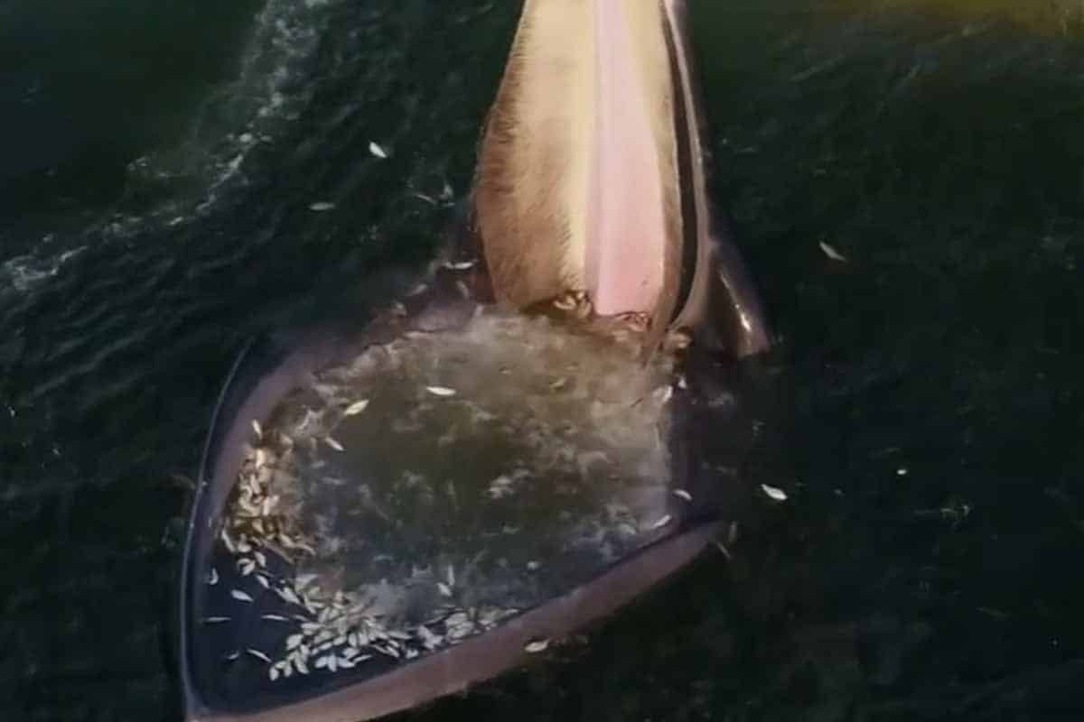 Vedci našli v historickom texte správanie veľryby, ktoré predtým nevideli