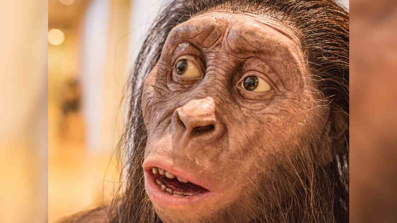 Australopithecus afarensis predok cloveka