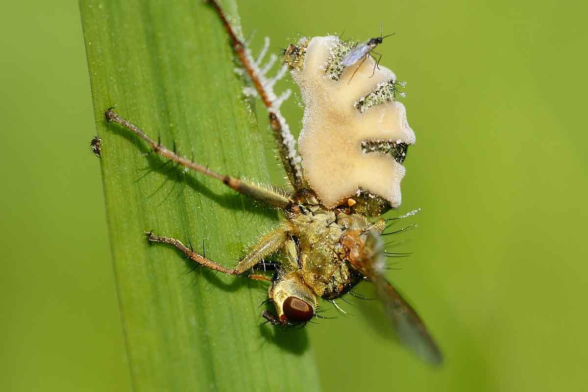 E. muscae je druh parazitickej zombie huby, ktorý núti muchy vyliezť na vyvýšené miesto