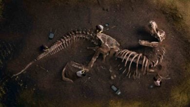 dinosaurus vykopavka fosilia