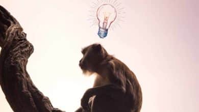 Opice sú múdrejšie než sme si mysleli, dokazuje výskum