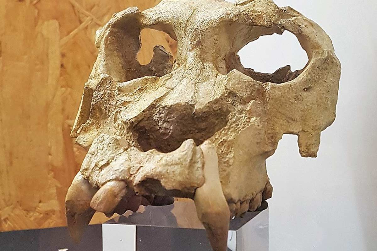 Vedci rekonštruovali poškodenú lebku jedného z našich najskorších predkov
