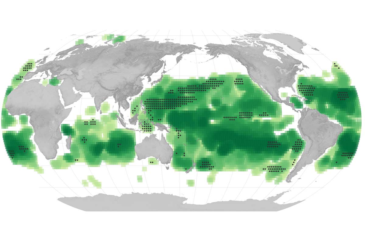 Naše oceány sa stávajú zelenšie. Čo spôsobilo túto nevšednú zmenu? 