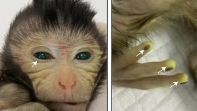 Výskumy chimér sa posunuli dopredu. Táto opica má v sebe cudzie bunky.