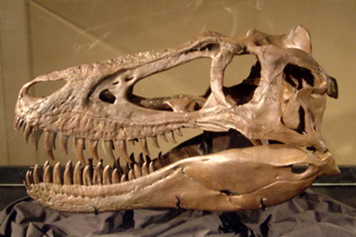 Fosília mladého T. rexa nie je tým, čo si vedci mysleli