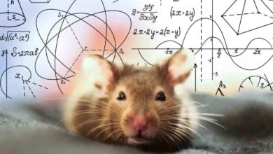 Potkany sa môžu pomýliť rovnako ako ľudia