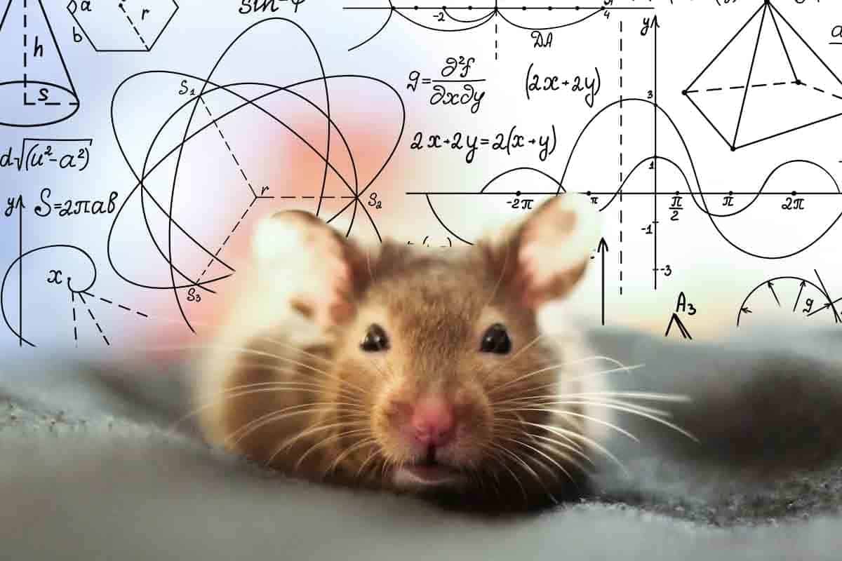 Potkany sa môžu pomýliť rovnako ako ľudia