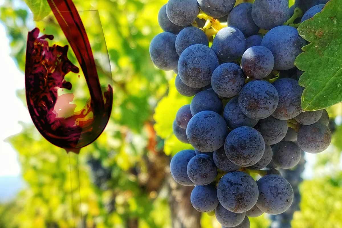 Ako chutilo víno v starovekom Ríme?