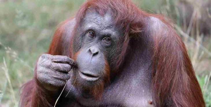 Sme krôčik od toho, aby sme sa pochopili „reč“ orangutanov. Ich „slovná zásoba“ je bohatšou, než sme si mysleli
