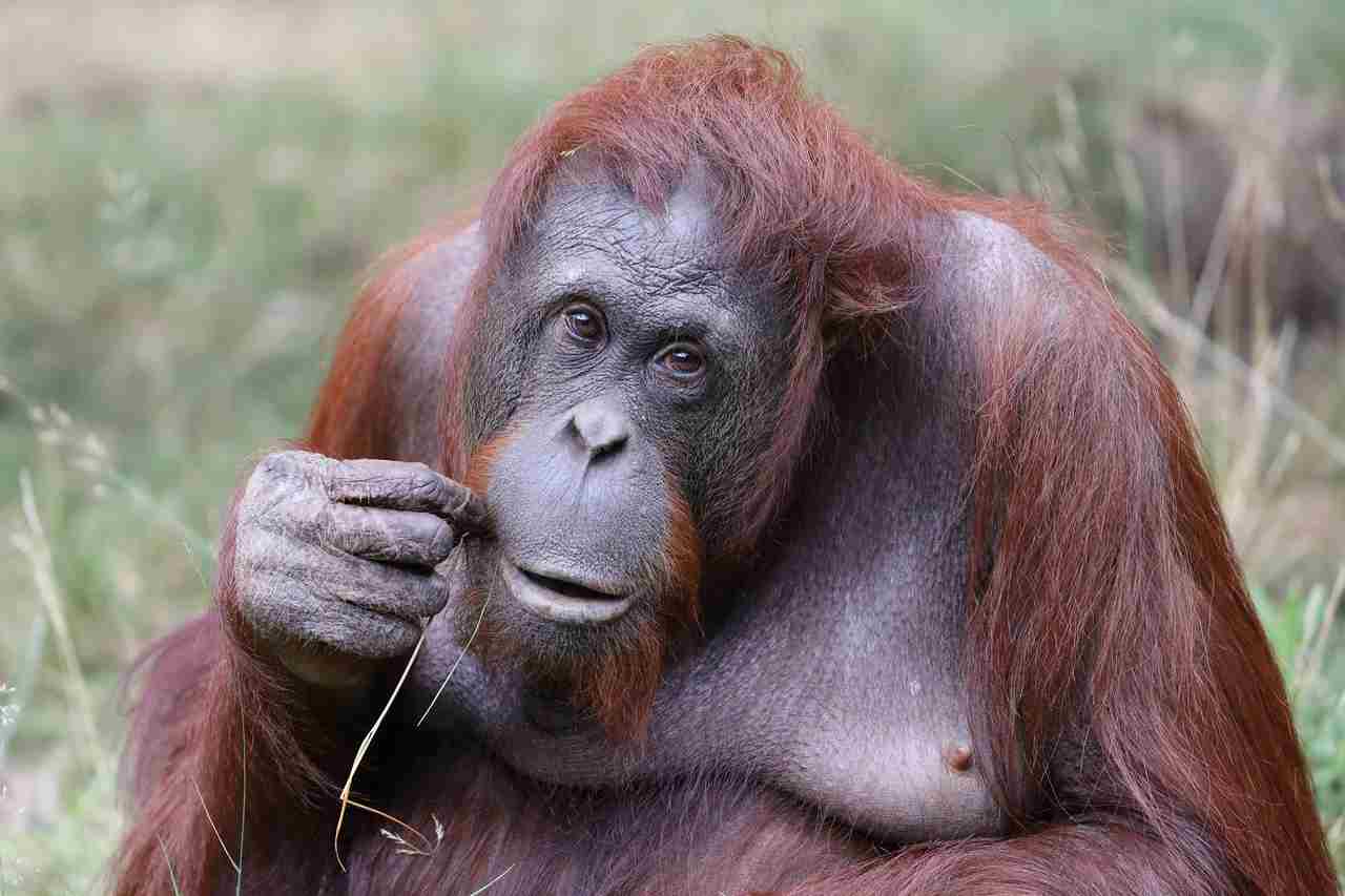 orangutan titulka