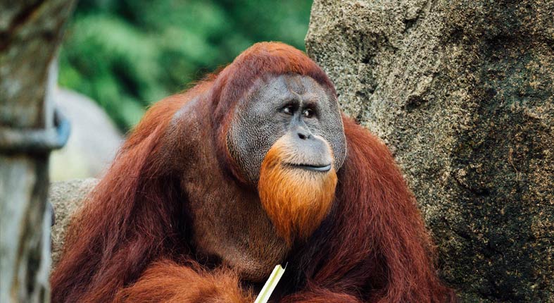 Orangutan vedel, ako si má vyliečiť ranu