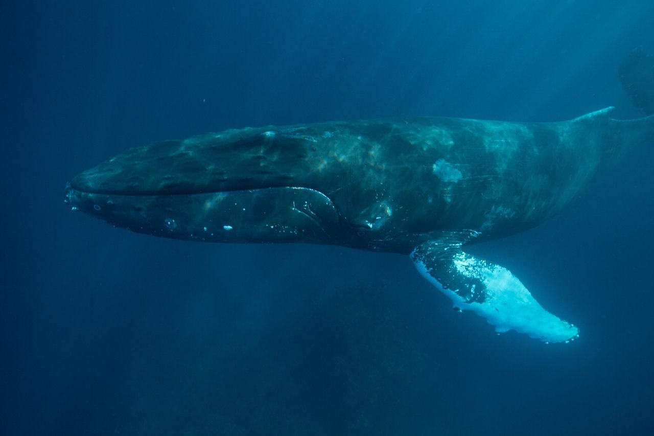 Vedci v Indickom oceáne objavili obrovský cintorín veľrýb: zvieratá sem chodili umierať dlhšie, než je človek na svete