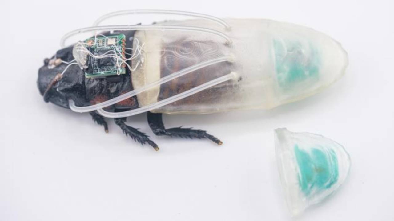 Vedci vylepšili kyborg šváby. Diaľkovo ovládaný hmyz sa po novom dokáže pohybovať aj pod vodou