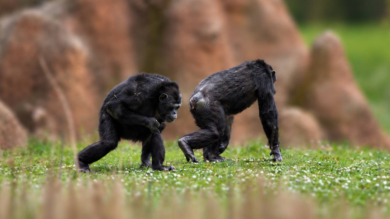 Prečo pri chôdzi dopadáme na pätu a šimpanzy nie? Za obyčajným krokom sa skrýva dôležitý evolučný trik
