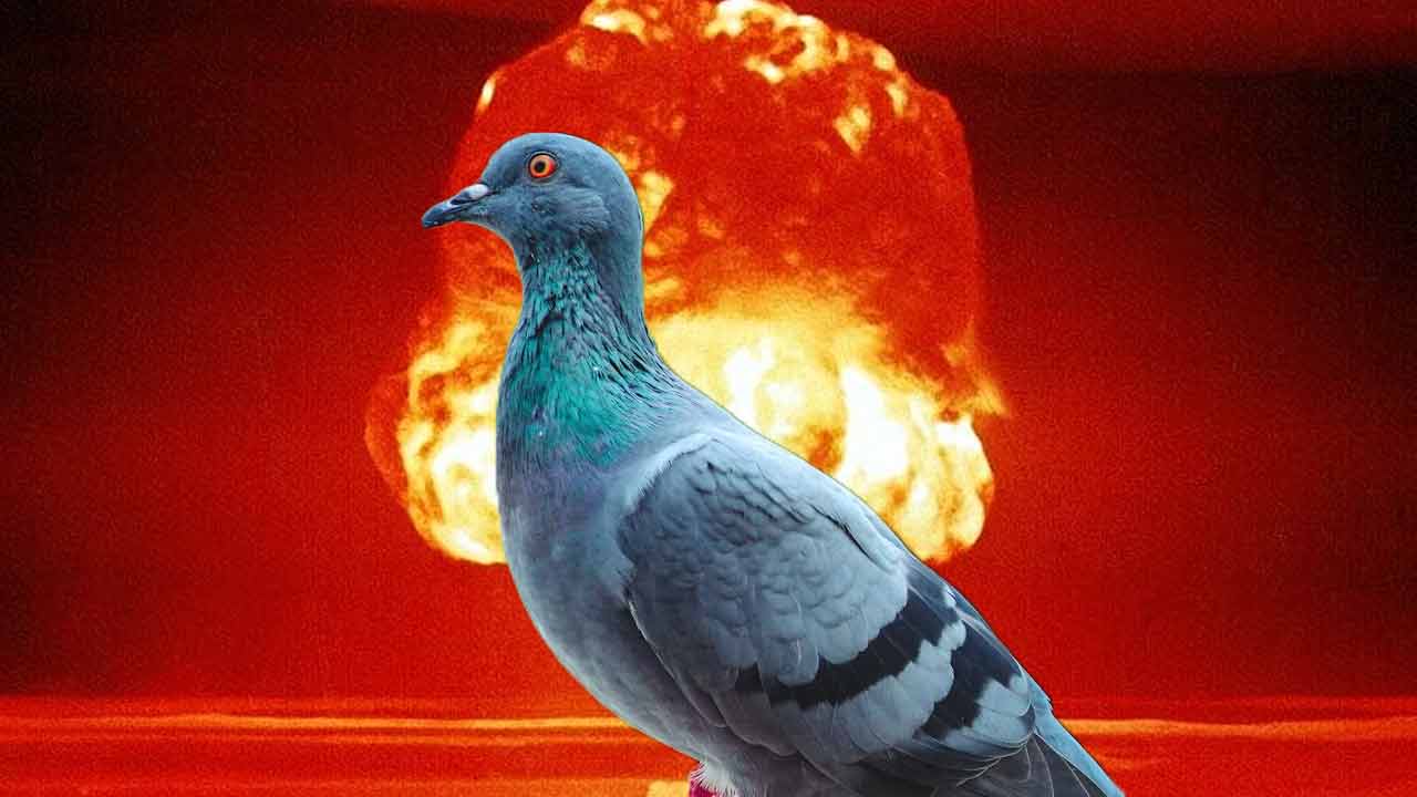 Americká armáda chcela navádzať bomby pomocou holubov. Bizarný projekt fungoval prekvapivo dobre